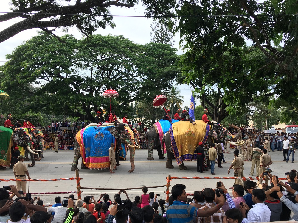 Die eröffnenden Elefanten des Dasara Festival Festzuges. (Foto: EMS/Schupp)