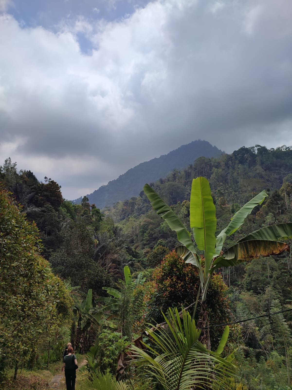 Aussicht auf den Regenwald (Foto: EMS/Rapp)