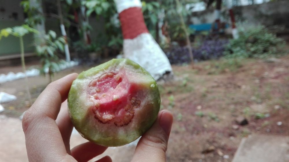 Mein Lieblingsobst - Guaven aus dem Garten (Foto: EMS/Gieseke)