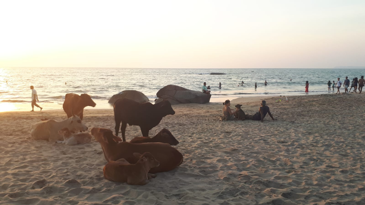 Kühe findet man fast überall in Indien vor - so auch am Strand in Agonda, Goa (Foto: EMS/Schmid)