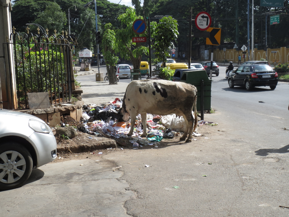 Dieses Bild habe ich in meinen ersten Tagen auf indischem Boden in Bangalore aufgenommen. Man erkennt Unmengen von Müll, vor einem Mülleimer. Eine Kuh mitten in der Stadt ist auch nicht selten. Sie sucht im Müll nach Essen. (Foto: EMS/Schmid)