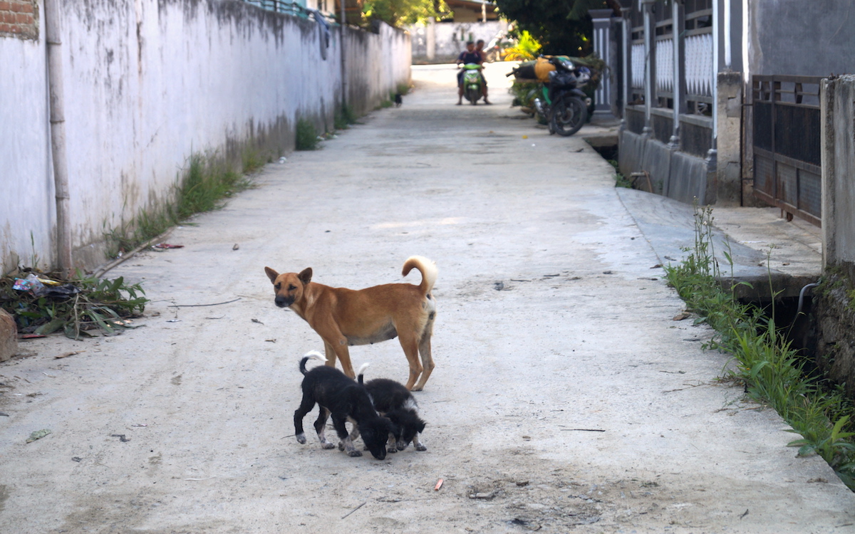 Ein paar der vielen Straßenhunde in Mamasa. Diese halten sich fast immer auf unserer Straße auf. (Foto: EMS/Dunker)