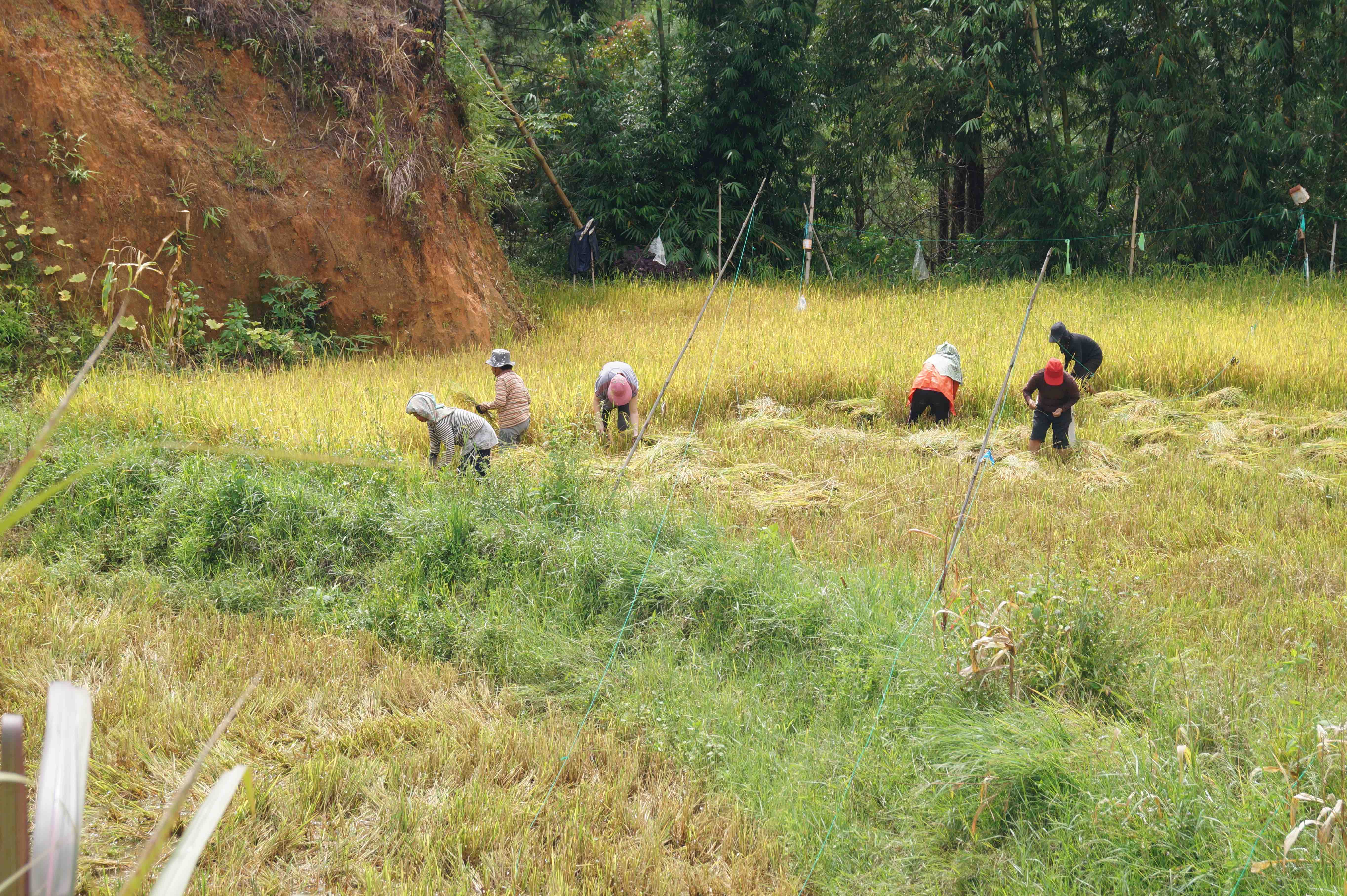 Potong padi auf dem Reisfeld meiner Gast-Ibu (Foto: EMS/Alvret)