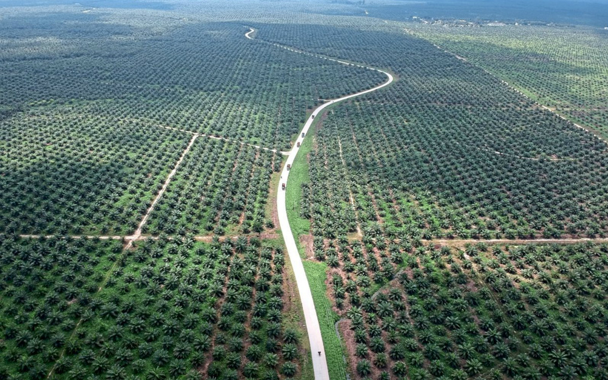 Ölpalmen statt Regenwald auf Sumatra (Der Standard, https://images.derstandard.at/img/2019/04/15/plantage.jpg?w=600&s=80a76fc5fb1210c1c61ab9f86093ea58 21.02.2020)