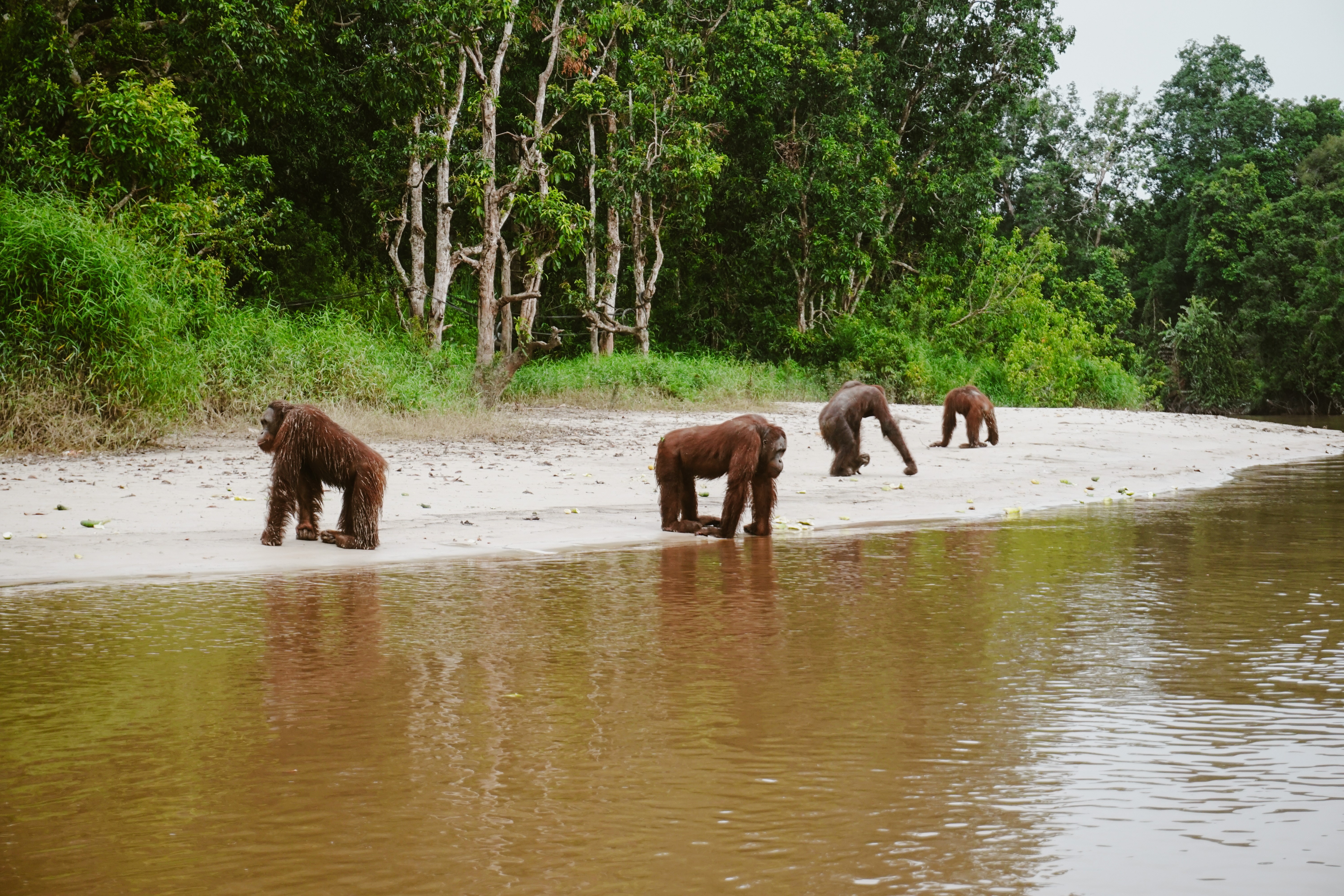 Orang Utans im Dschungel Borneos (Foto: EMS/Eßinger) Orang Utans im Dschungel Borneos (Foto: EMS/Eßinger)