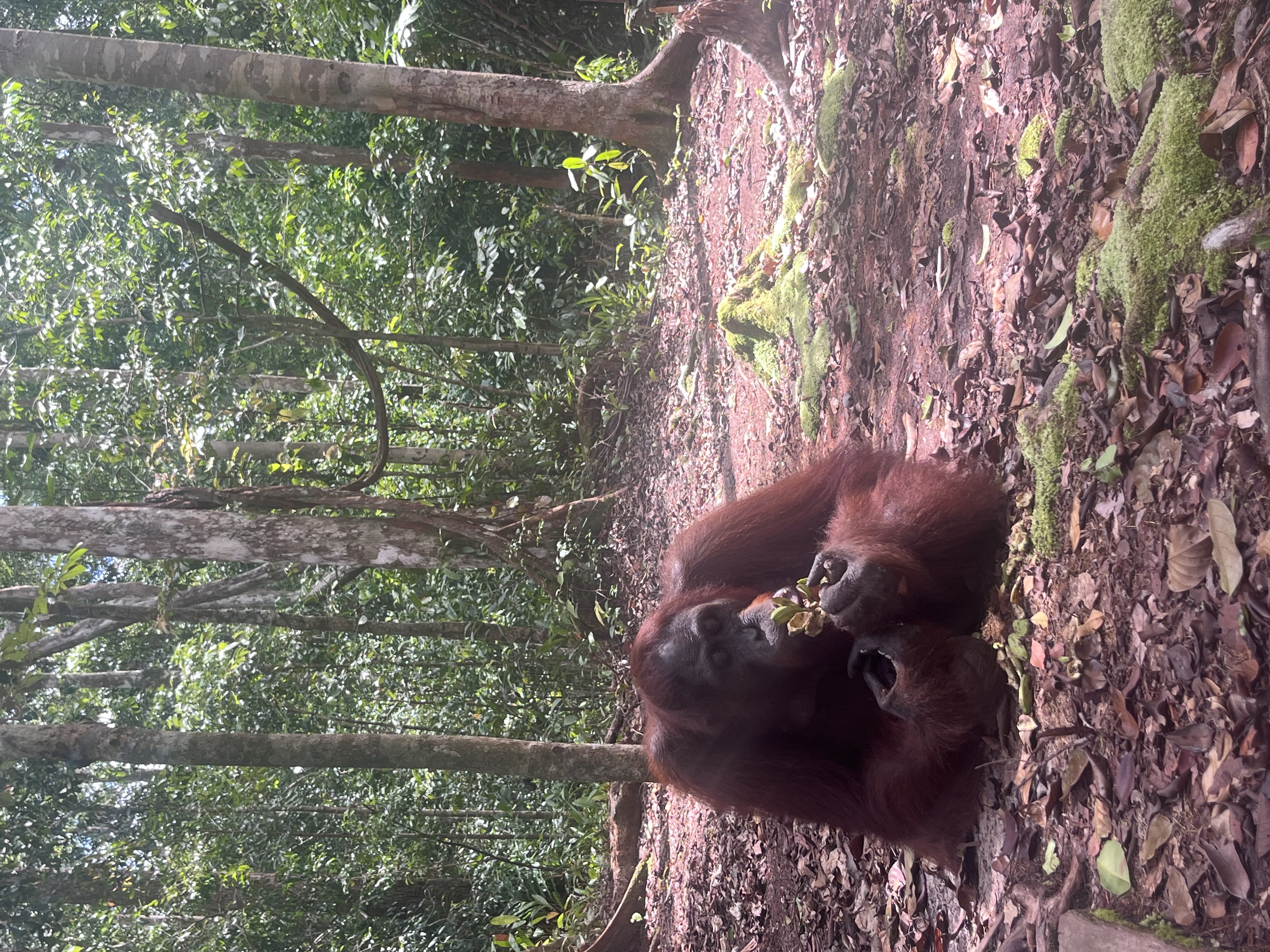 Orangutan in Kalimantan (Foto: EMS/Roth) Orangutan in Kalimantan (Foto: EMS/Roth)