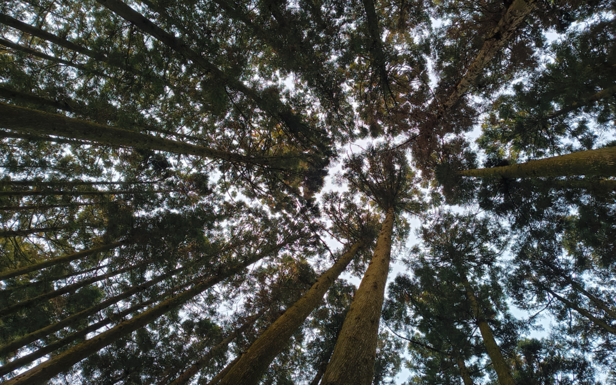 Baumkronen: Ich bin fasziniert von der japanischen Flora (Foto: EMS/Gruß) Baumkronen: Ich bin fasziniert von der japanischen Flora (Foto: EMS/Gruß)