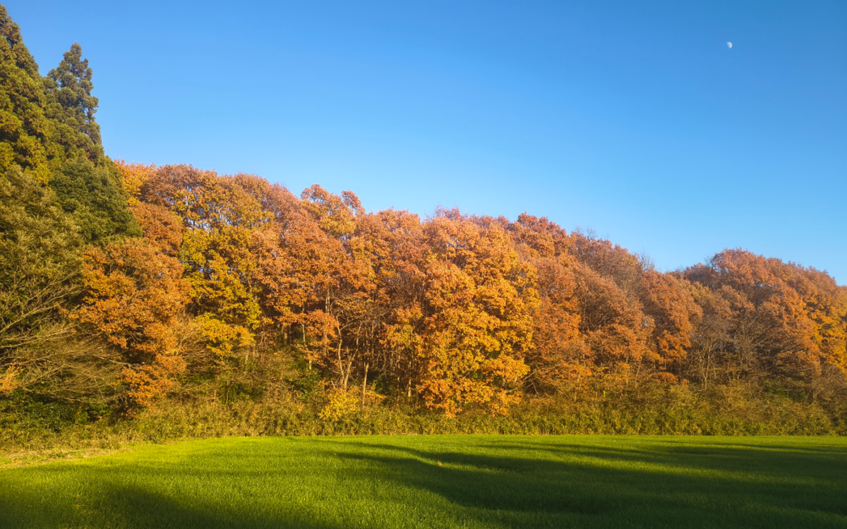 Die bunten Blätter im Herbst sind besonders schön (Foto: EMS/Gruß) Die bunten Blätter im Herbst sind besonders schön (Foto: EMS/Gruß)