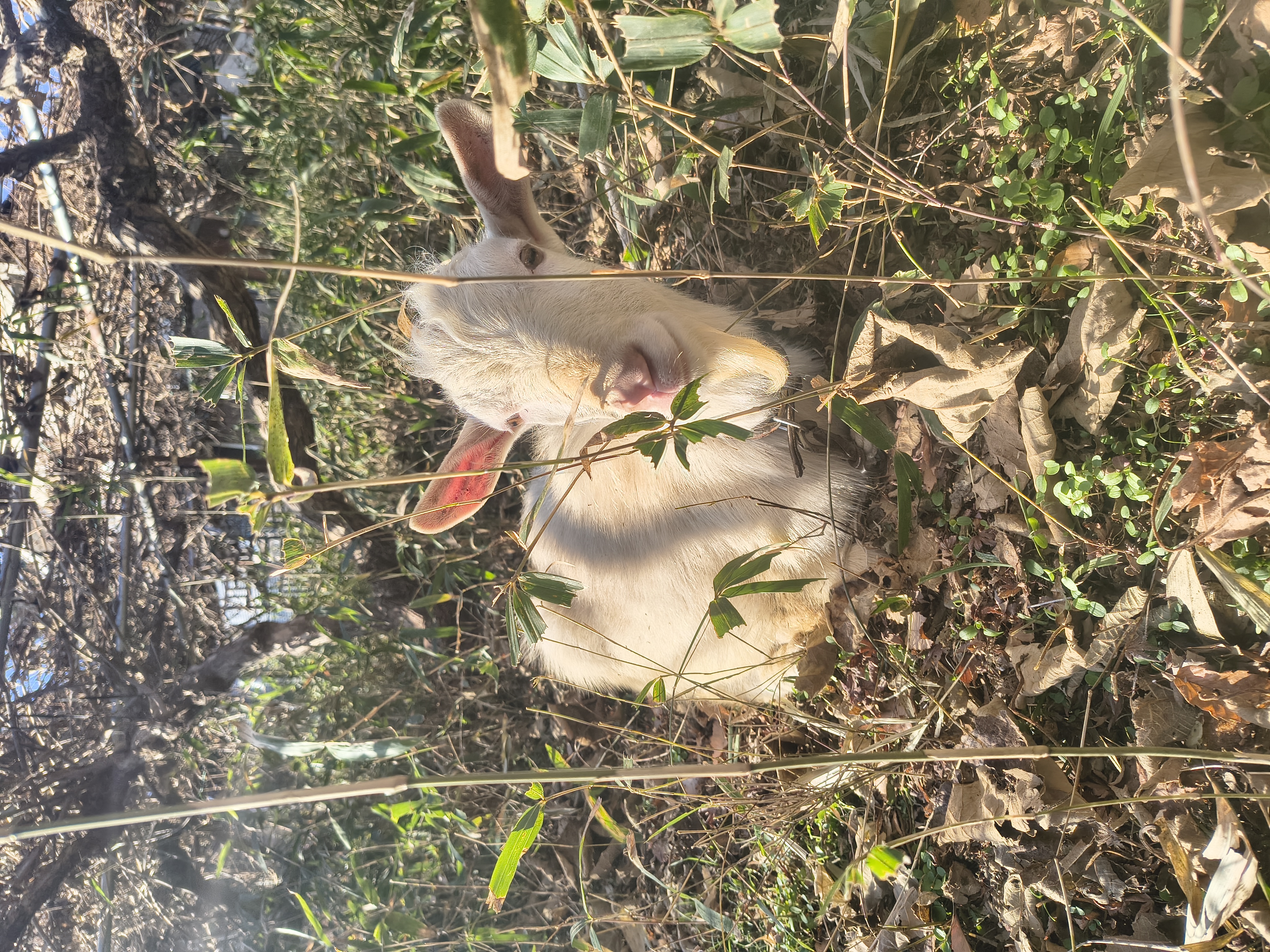 Olaf die Ziege in der Sonne (Foto: EMS/Gruß)