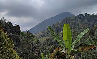 Aussicht auf den Regenwald (Foto: EMS/Rapp)