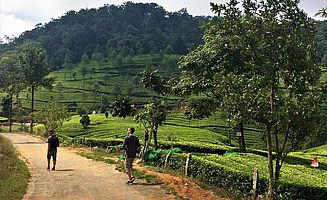 Teeplantagen in Munnar (Foto: EMS/Kreiter)