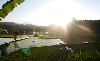 Reisfelder um Rantepao (Foto: EMS/Thiel)