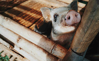 Schweine werden häufig in diesen Bambus-Hütten gehalten (Foto: EMS/Dunker)