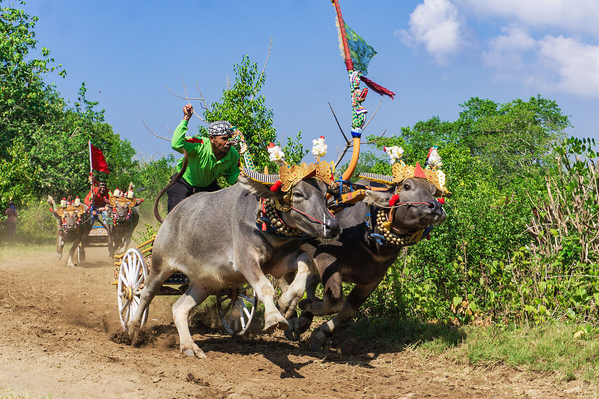 Mekepung Büffelrennen (Foto: EMS/Eßinger)