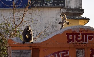 Affen genießen Bananen im Norden Indiens (Foto:EMS/Baer) Affen genießen Bananen im Norden Indiens (Foto:EMS/Baer)